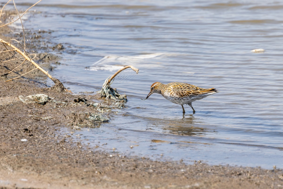 Sharp-tailed Sandpiper - ML618415280