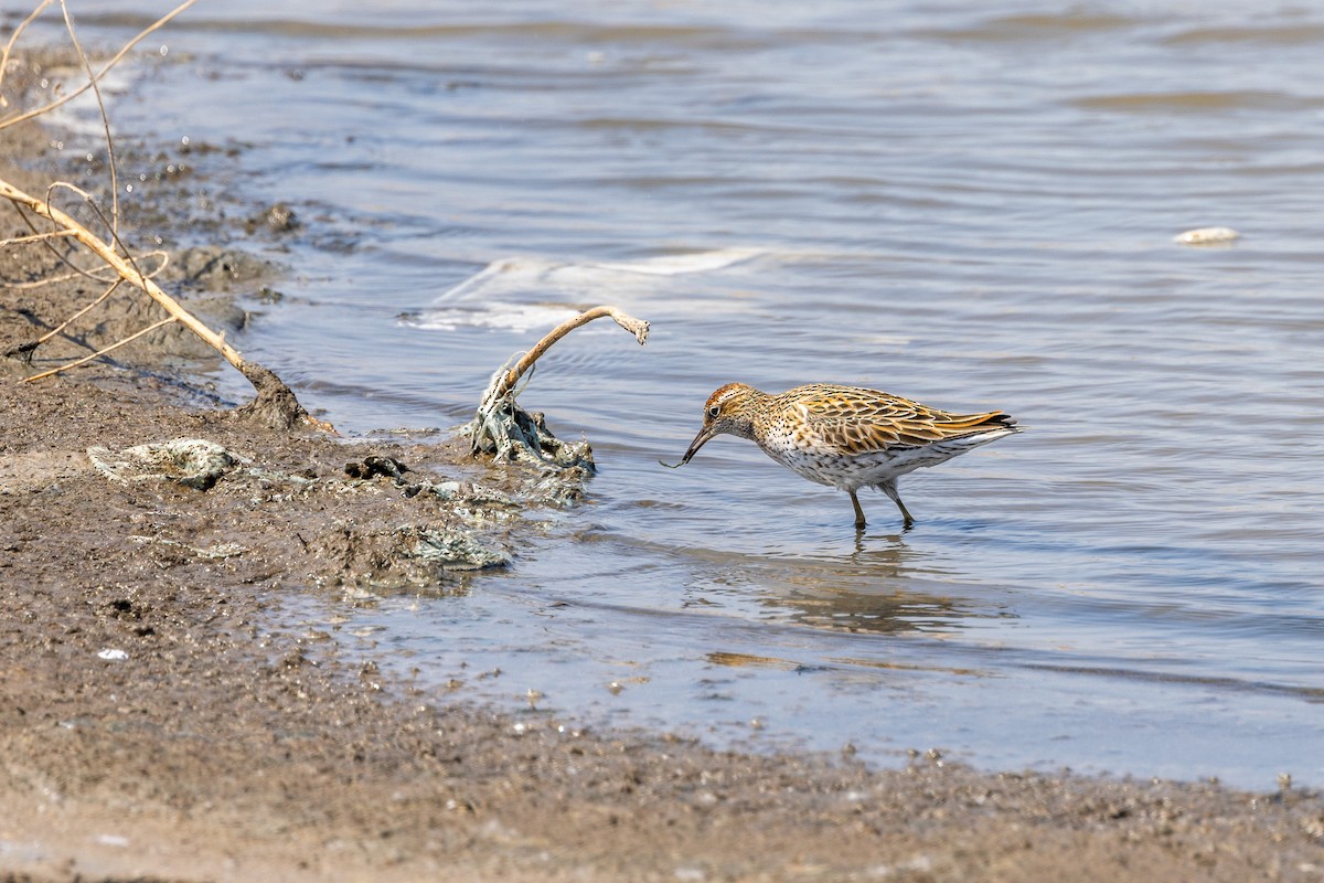 Sharp-tailed Sandpiper - ML618415280