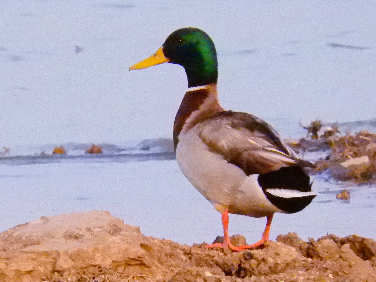 Mallard - ML618415283