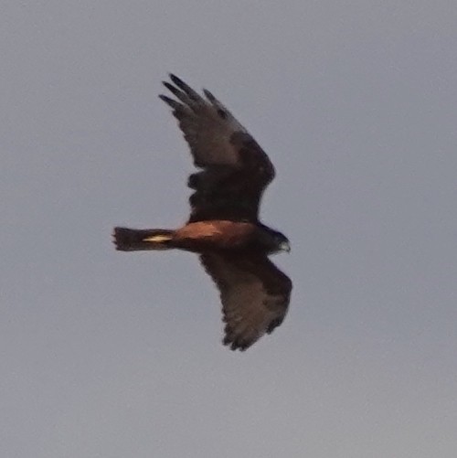 Swamp Harrier - ML618415291