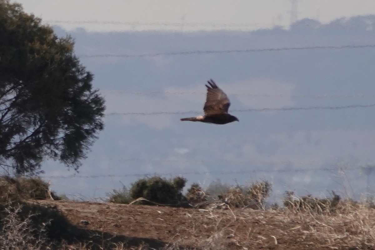 Swamp Harrier - Paul Coddington