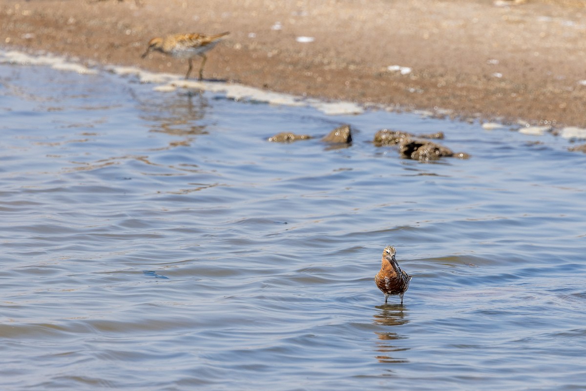 Curlew Sandpiper - ML618415296