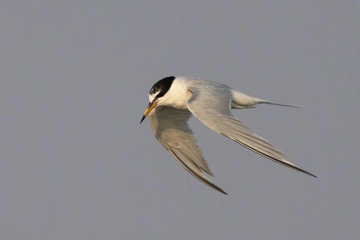 Little Tern - Niall D Perrins