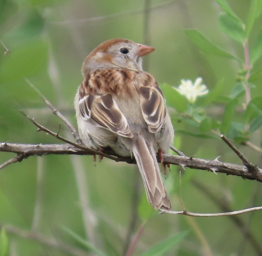 Field Sparrow - ML618415301