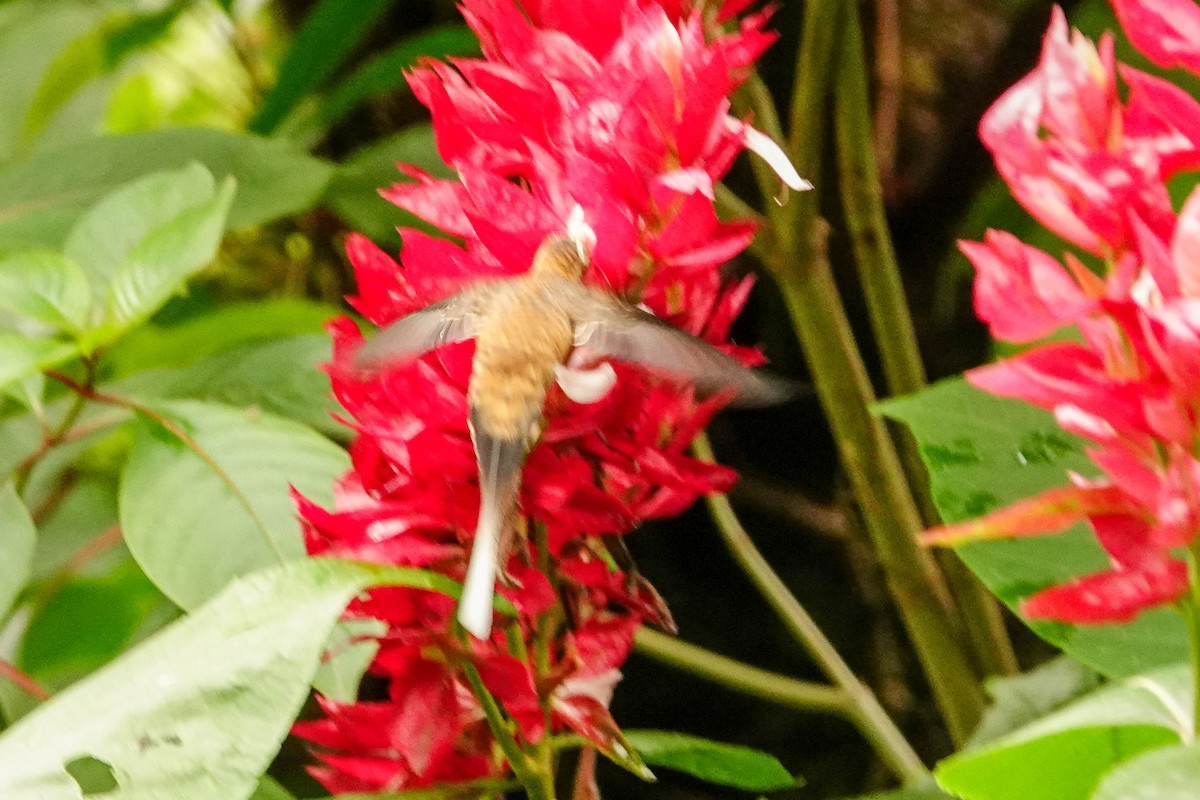 Long-billed Hermit - Kathy Doddridge