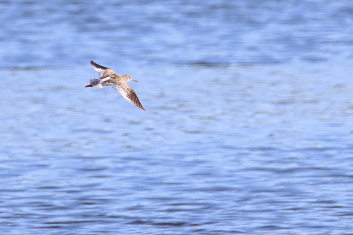 Common Redshank - ML618415348