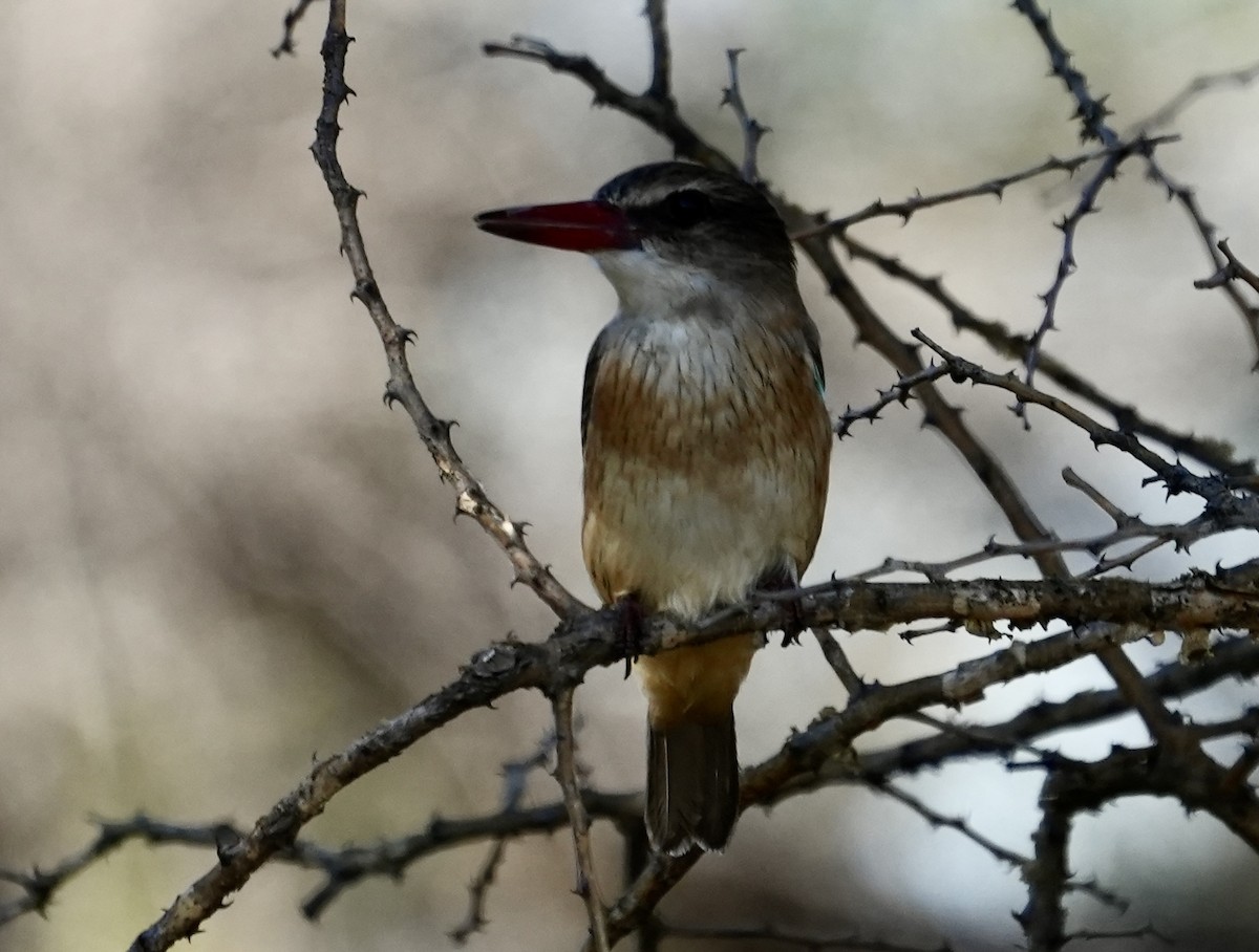 Brown-hooded Kingfisher - Anthony Schlencker