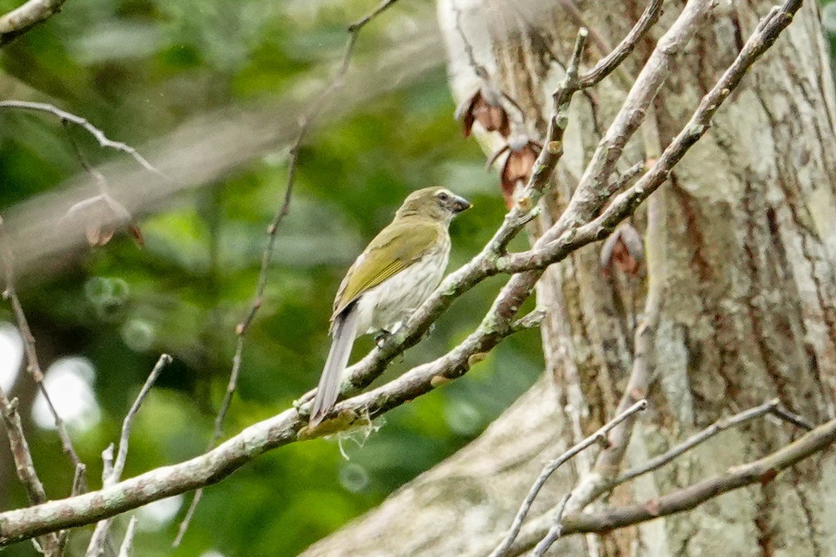 Streaked Saltator - Kathy Doddridge