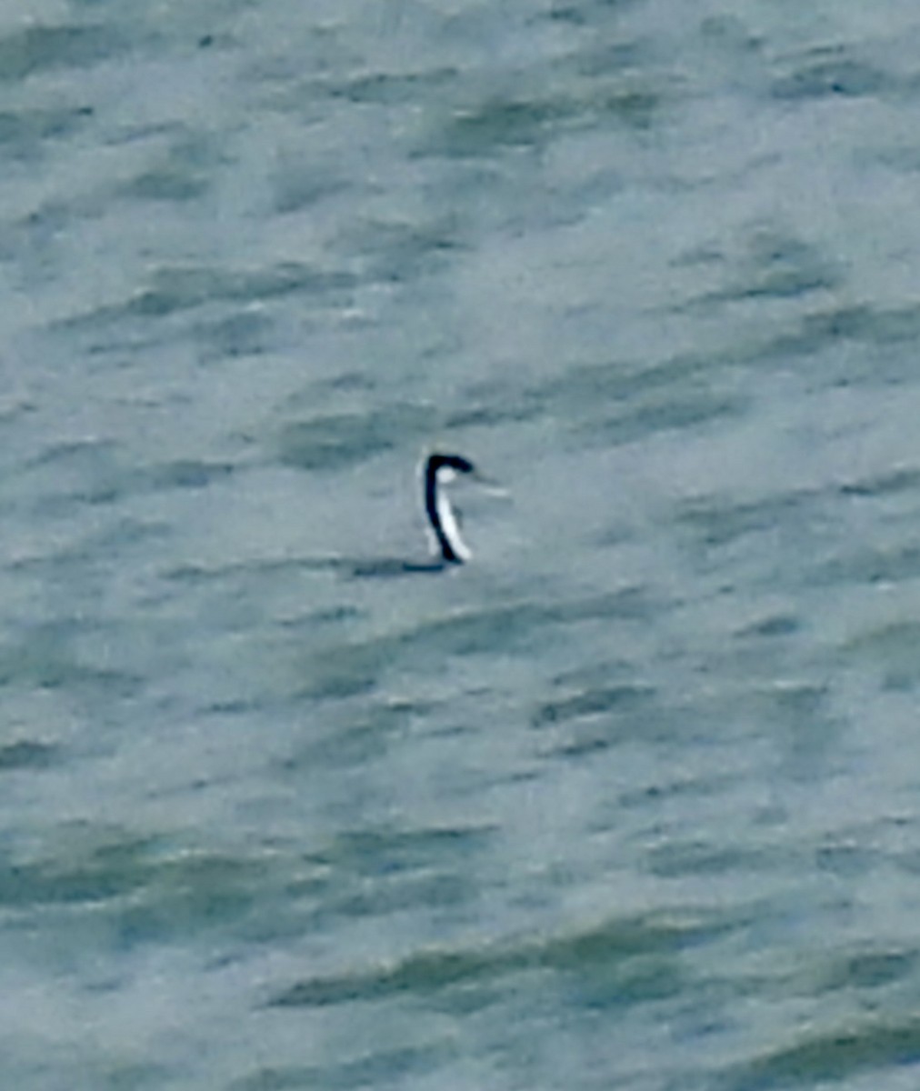 Western Grebe - ML618415409