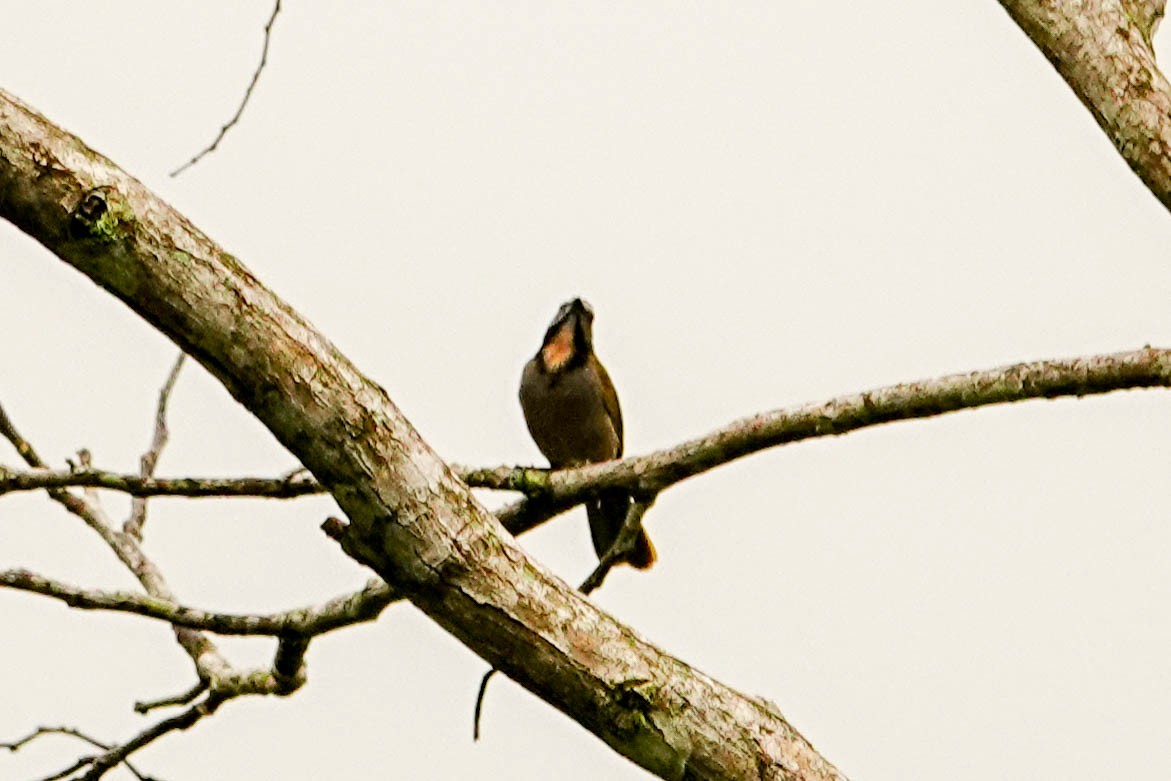 Yellow-faced Grassquit - Kathy Doddridge