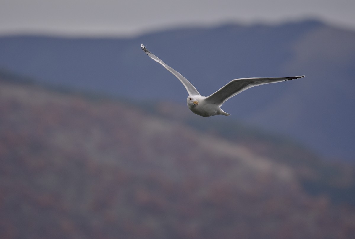 Caspian Gull - ML618415424