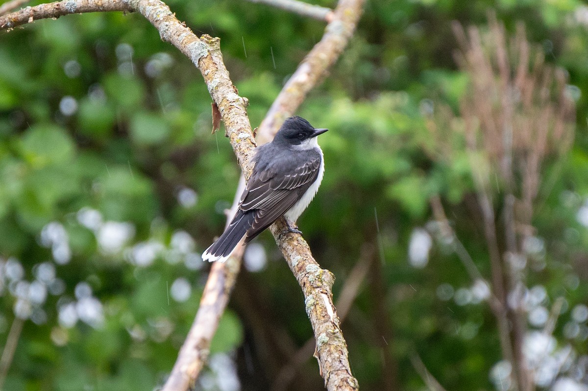 Eastern Kingbird - Michel Beaupré