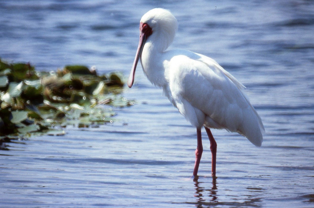 African Spoonbill - Jonathan Boucher