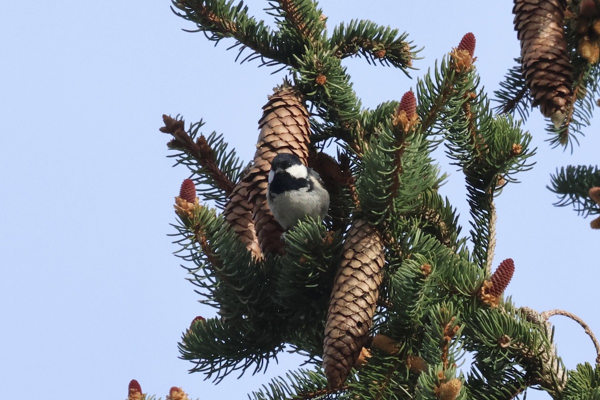 Coal Tit - ML618415455