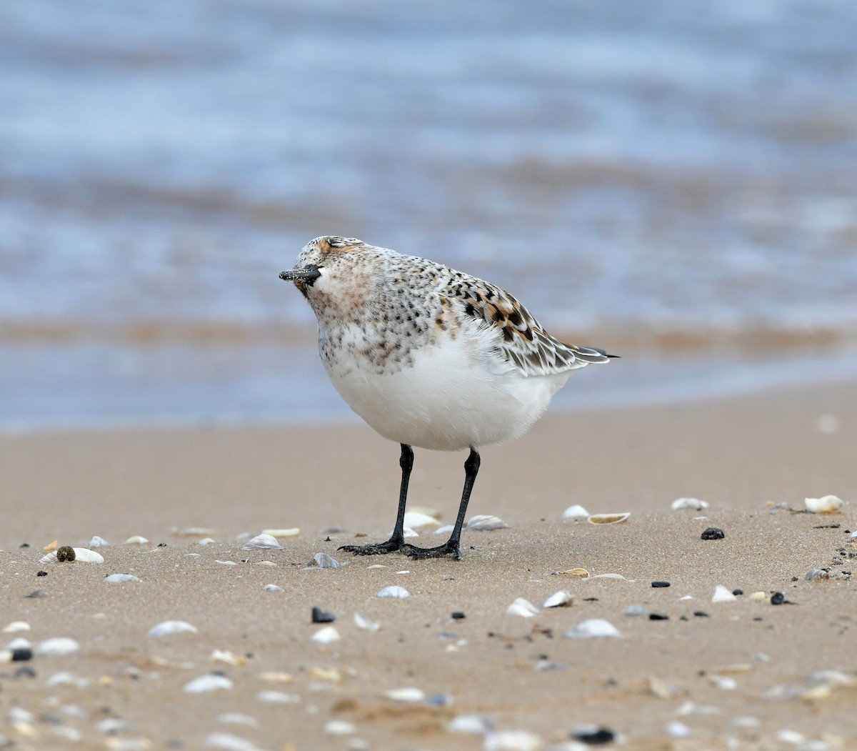 Bécasseau sanderling - ML618415469