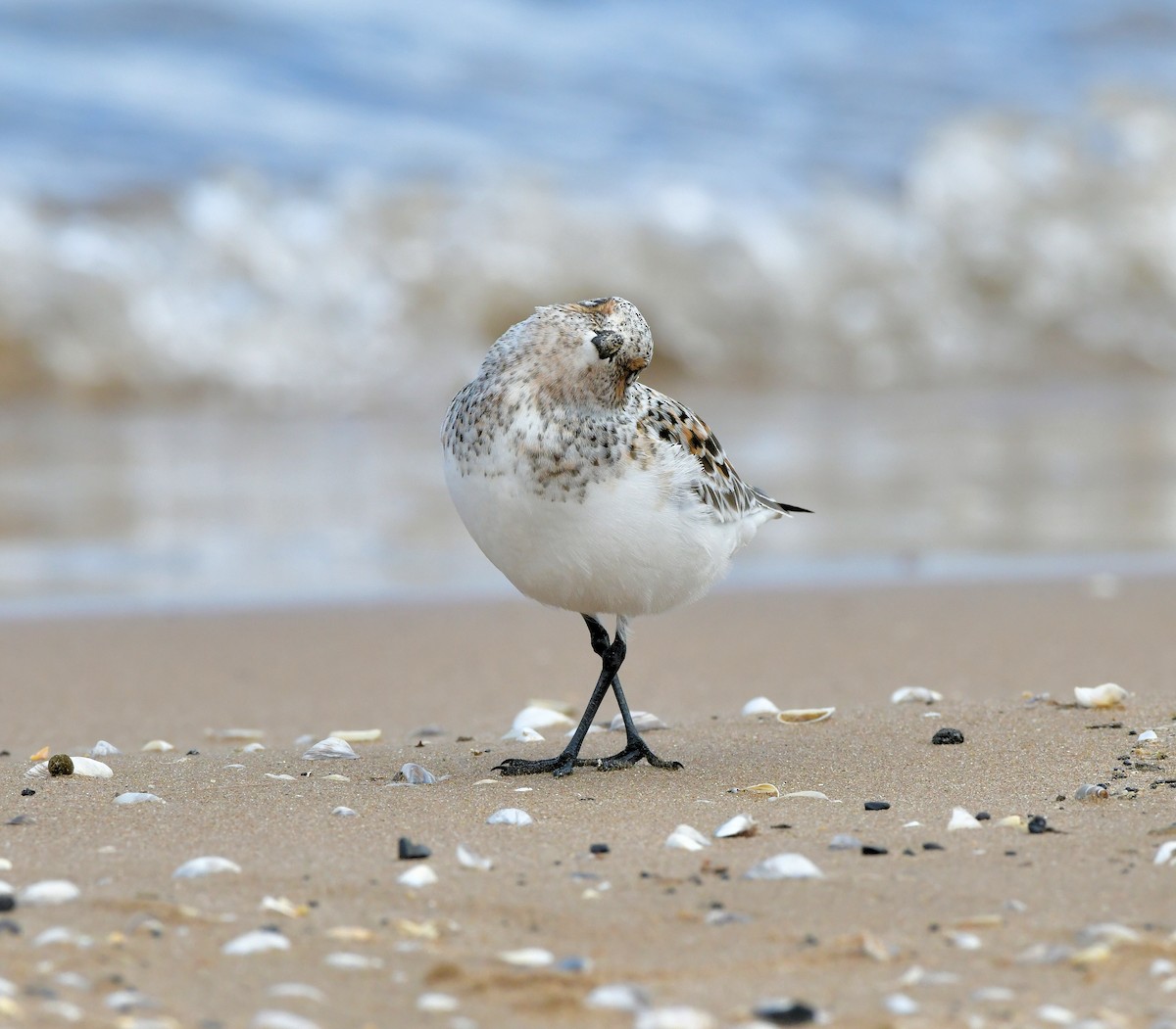 Bécasseau sanderling - ML618415470