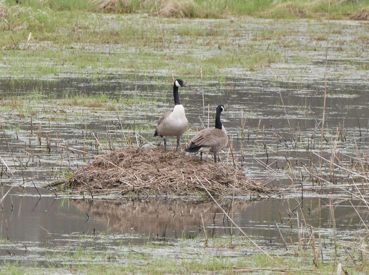 Canada Goose - Francine Tanguay