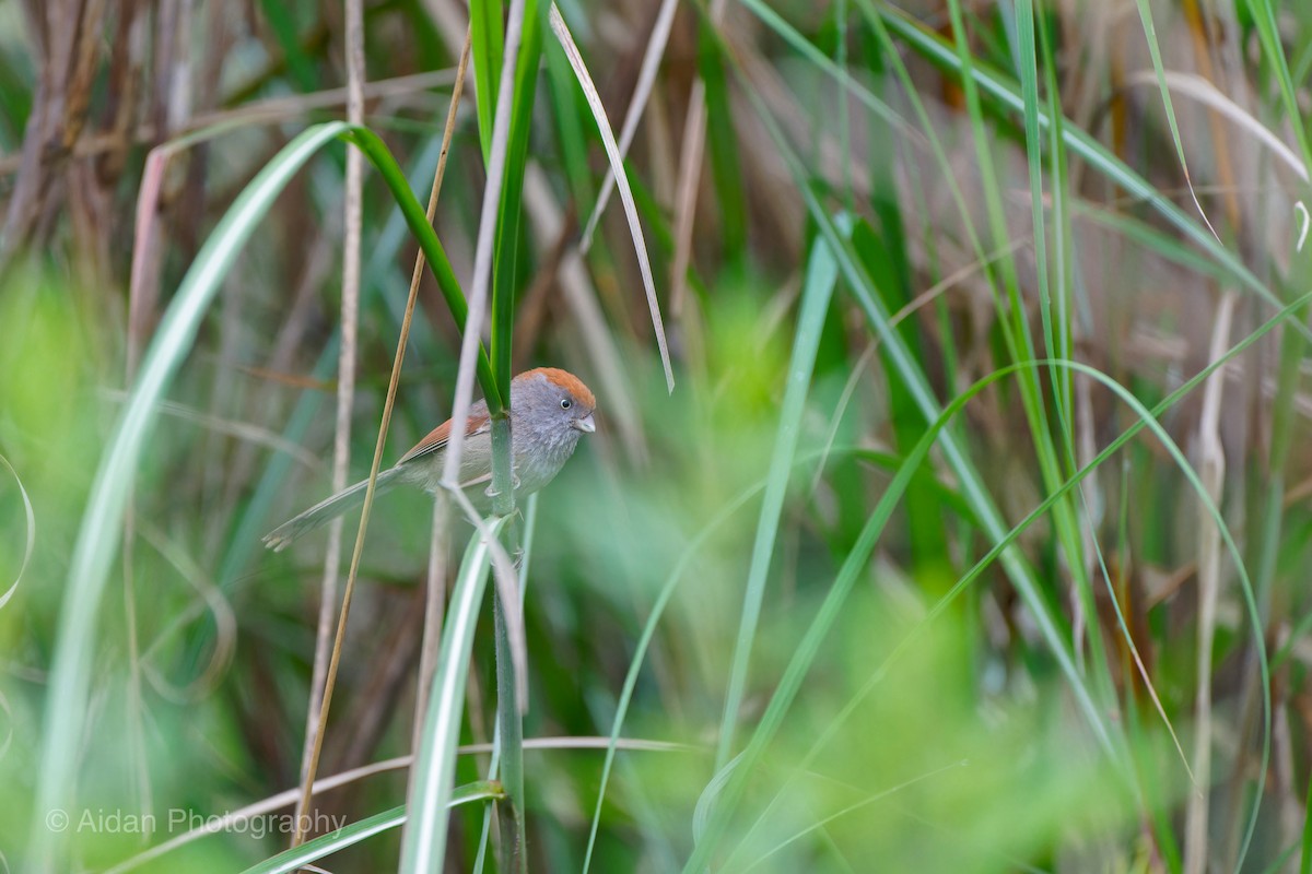 Ashy-throated Parrotbill - Aidan Li