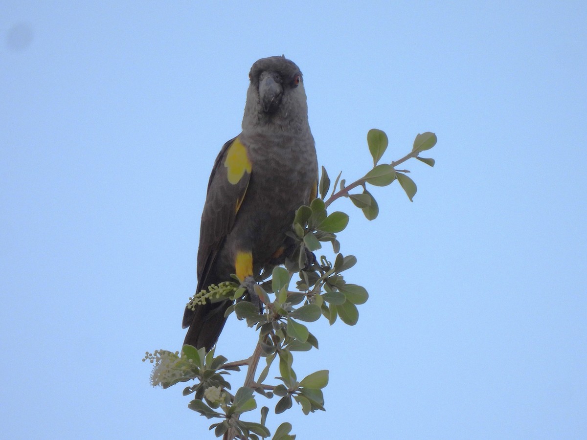 クロクモインコ - ML618415539