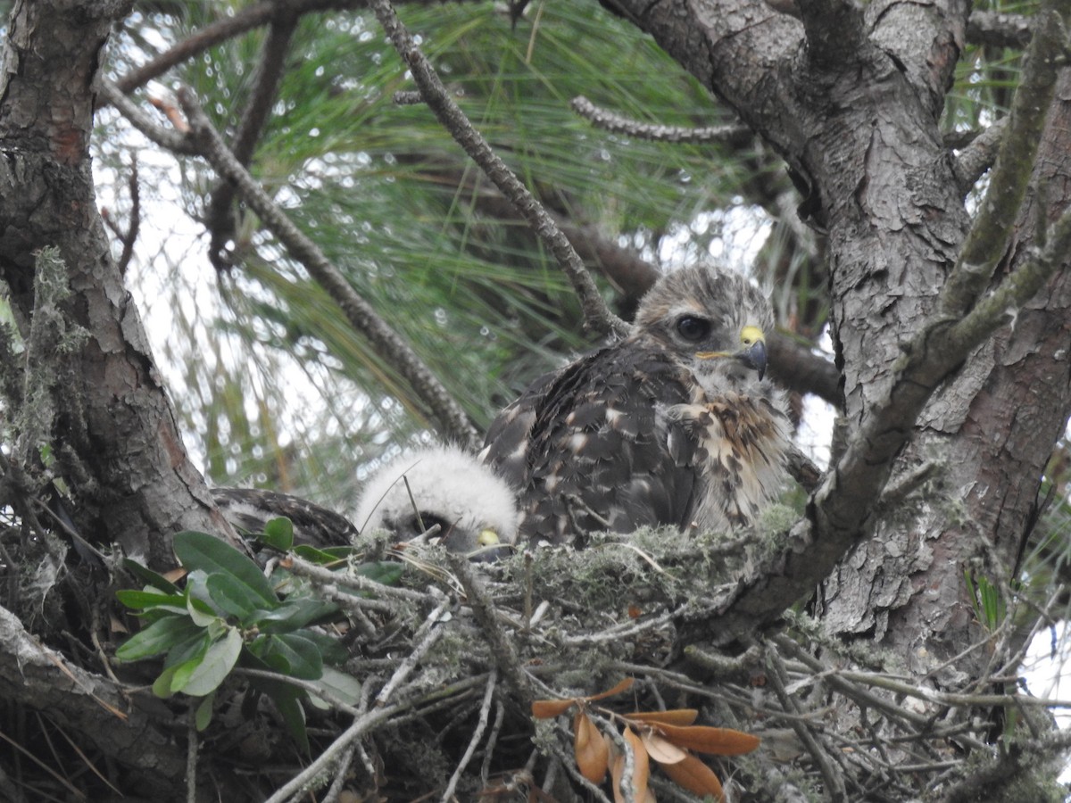 Red-shouldered Hawk - ML618415571