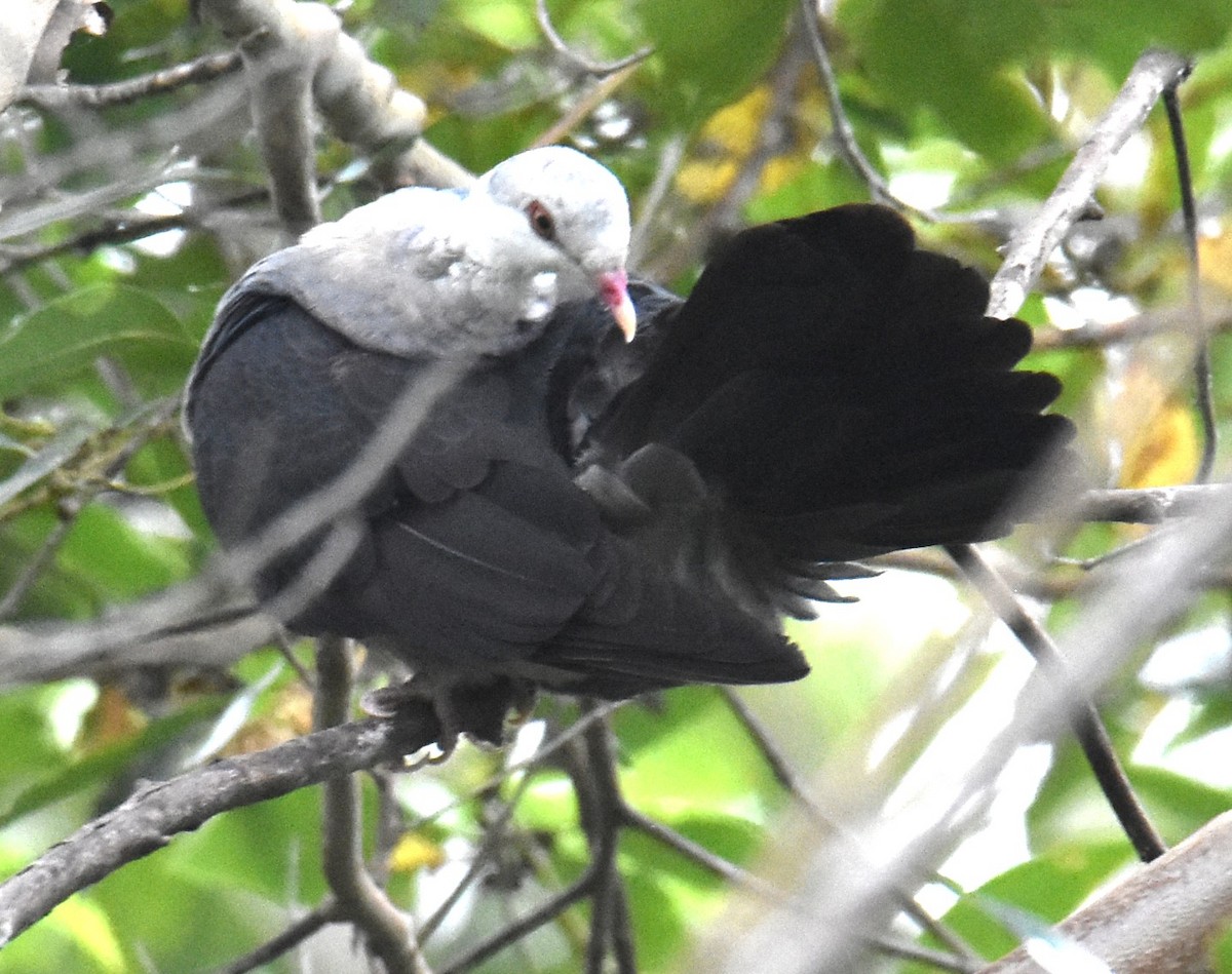 White-headed Pigeon - Mark Tarnawski