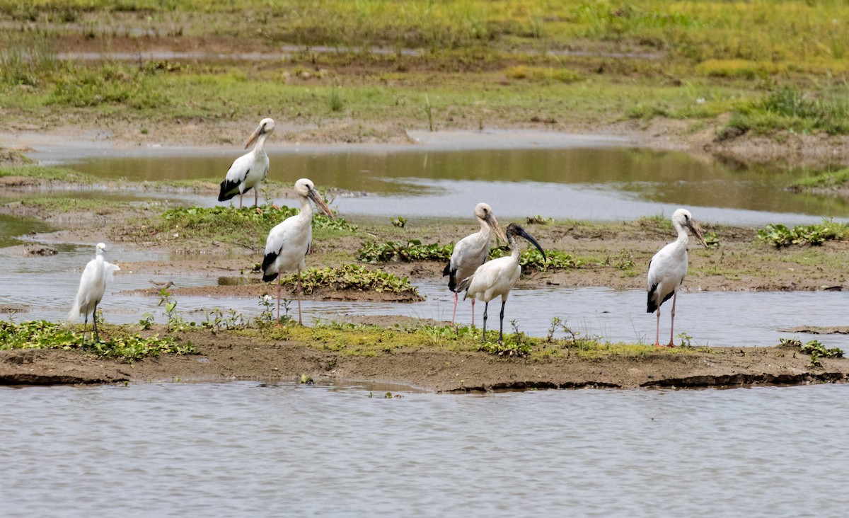 Black-headed Ibis - Chirantanu Saikia