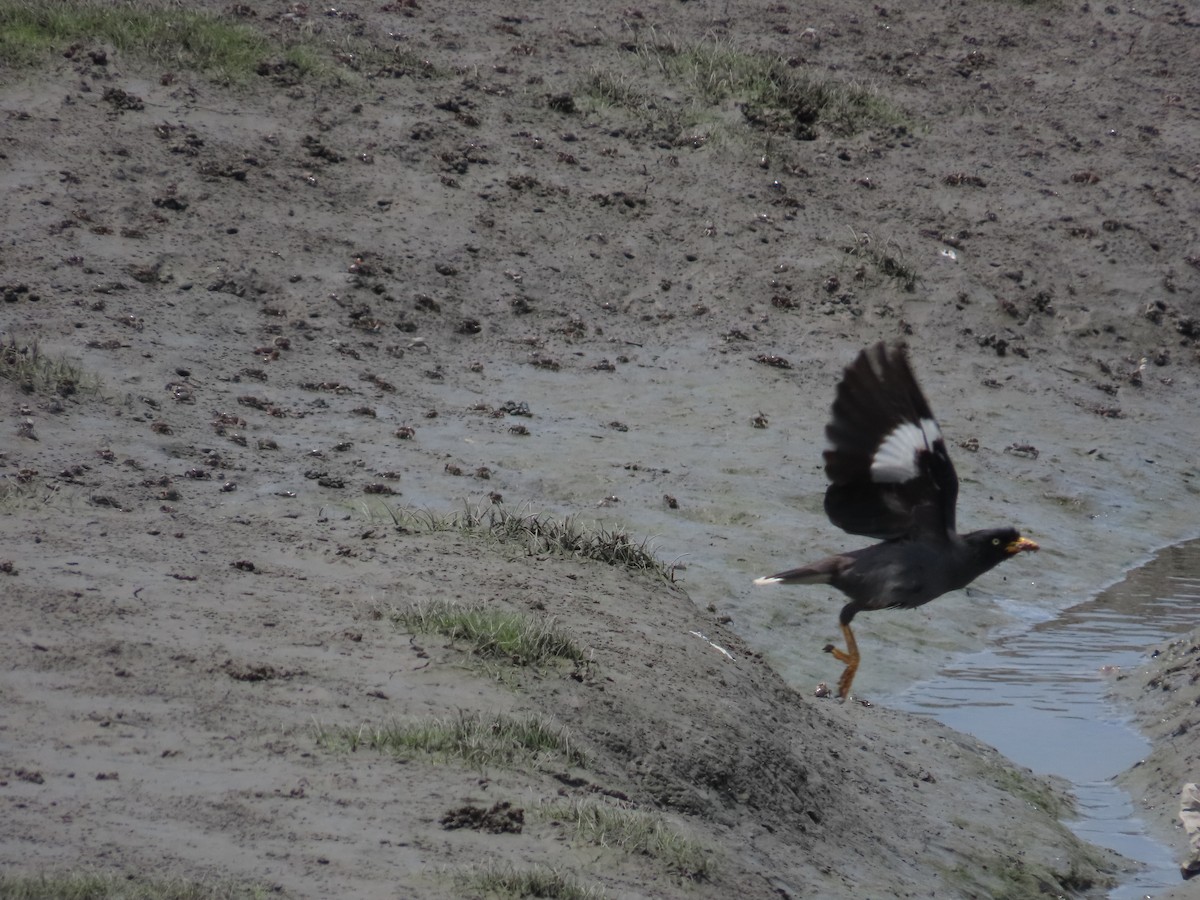 Javan Myna - 韋勳 陳