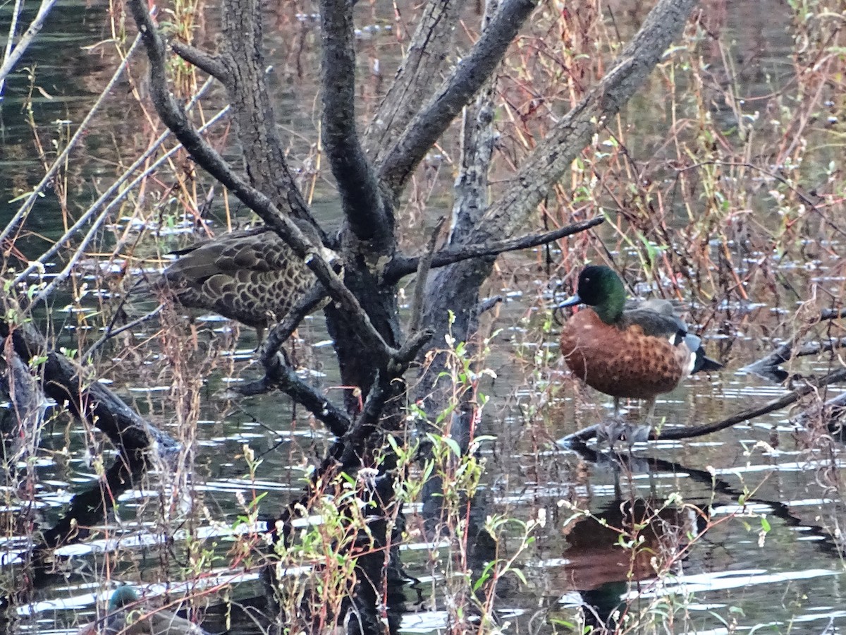 Chestnut Teal - Richard Murray