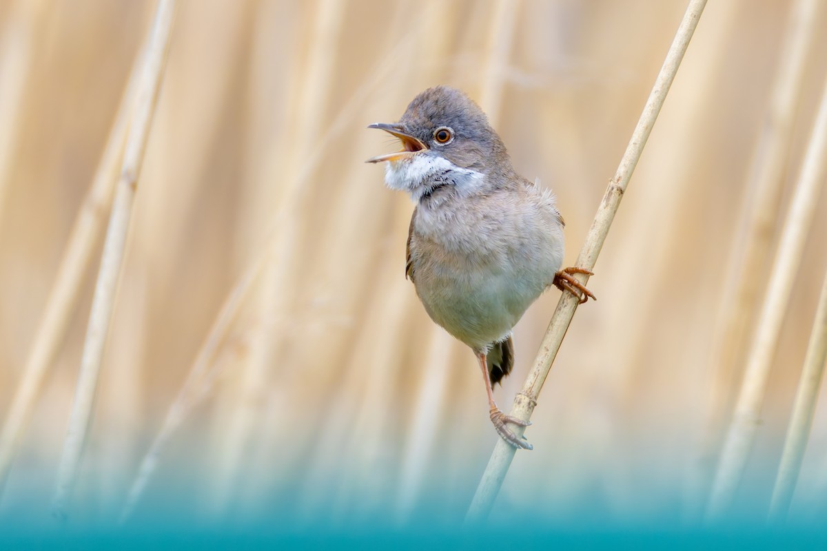 Greater Whitethroat - ML618415595