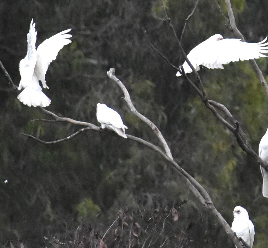 Little Corella - Mark Tarnawski