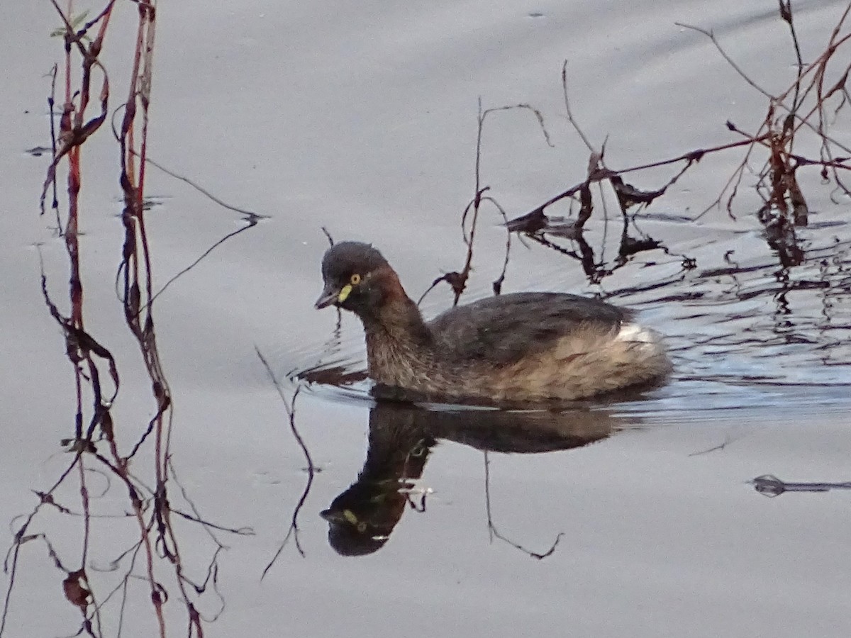 Australasian Grebe - ML618415606