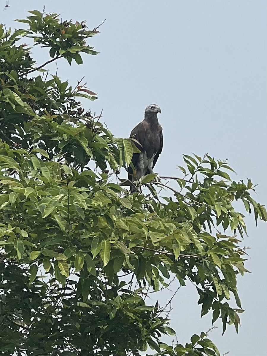 Gray-headed Fish-Eagle - ML618415622