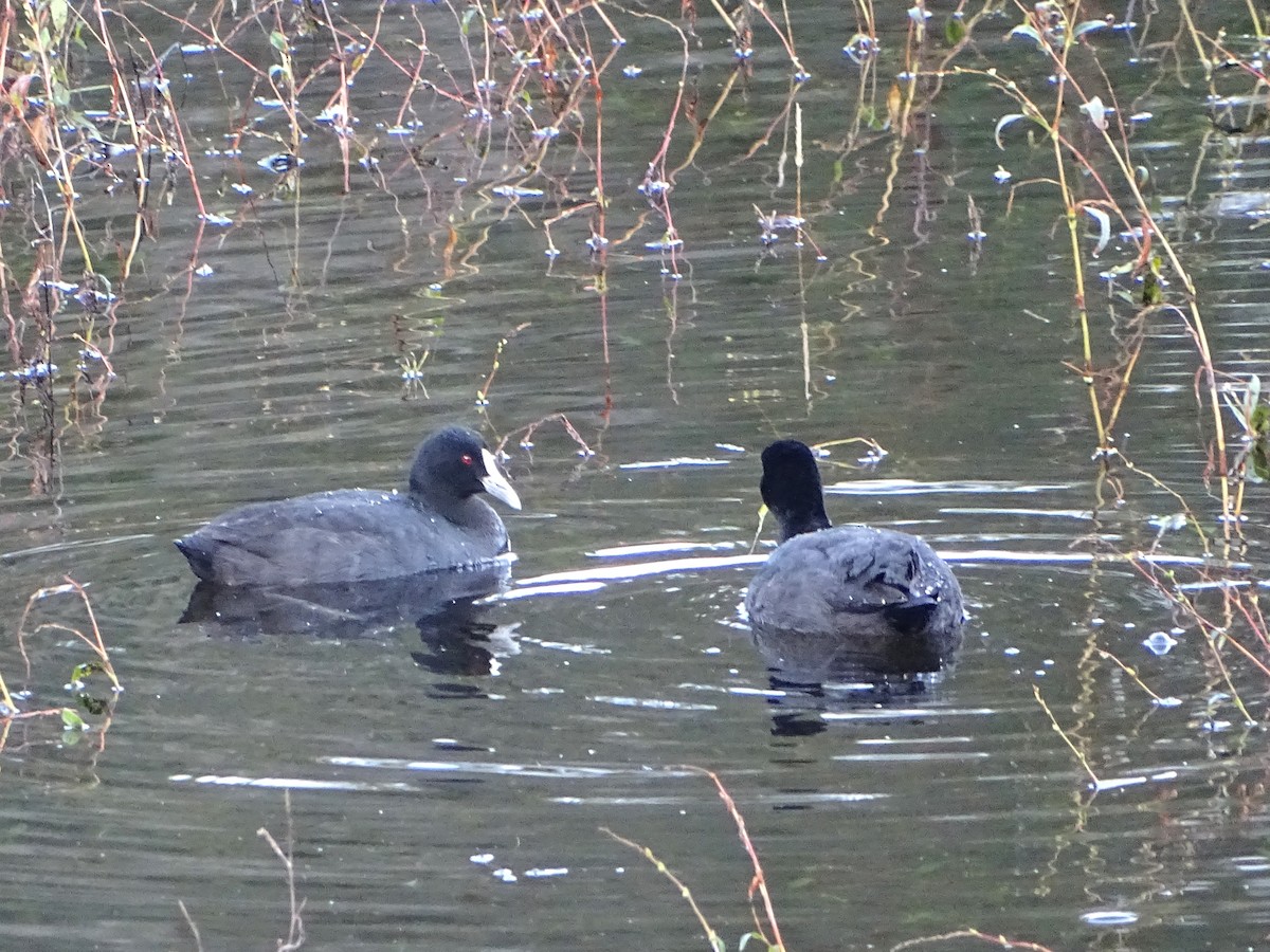 Eurasian Coot - ML618415626