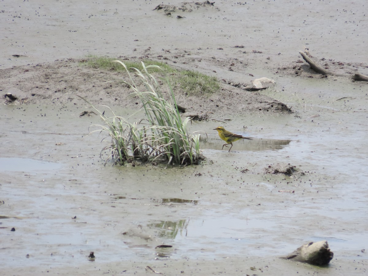 Eastern Yellow Wagtail (Green-headed) - 韋勳 陳