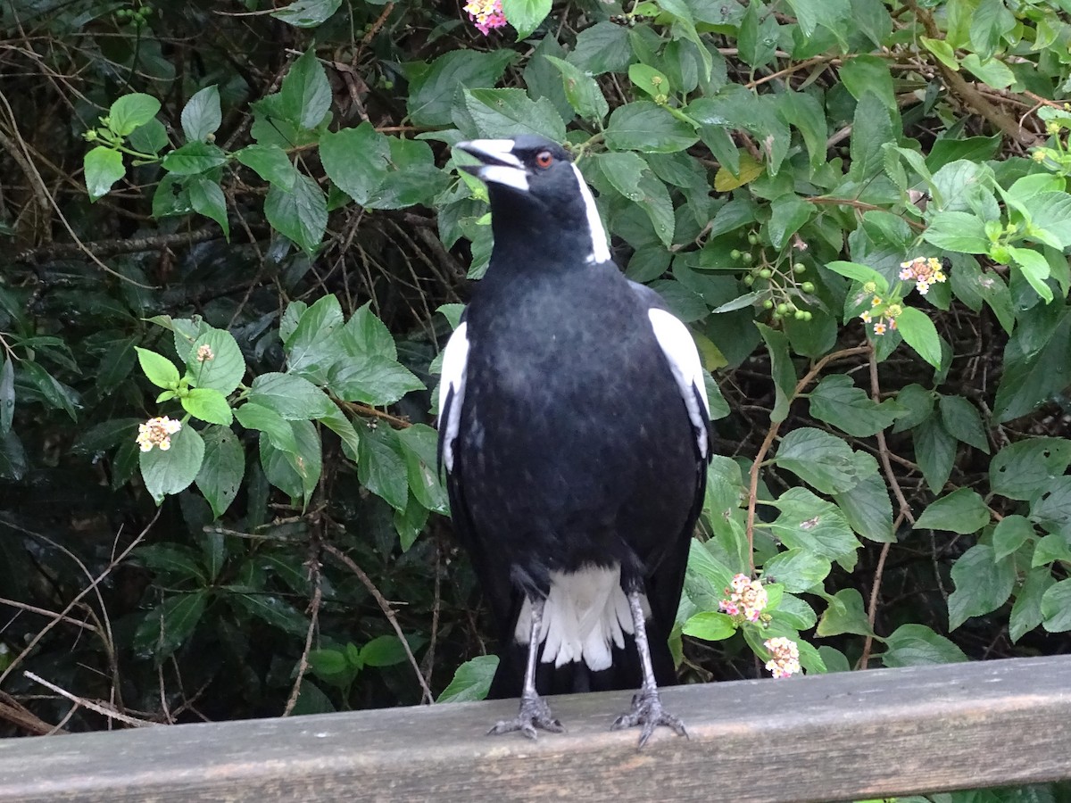 Australian Magpie - ML618415638