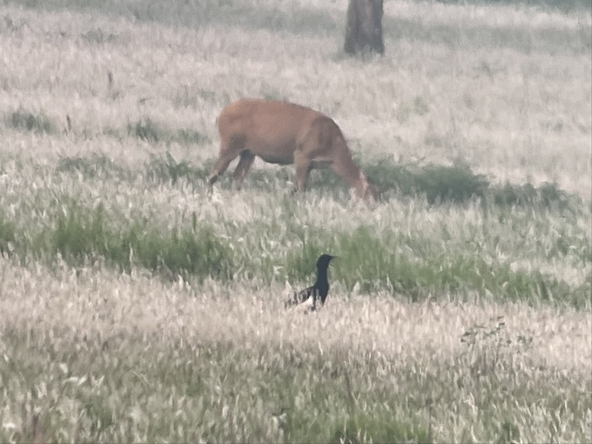 Bengal Florican - ML618415676
