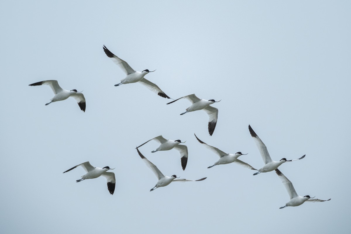 Pied Avocet - ML618415696