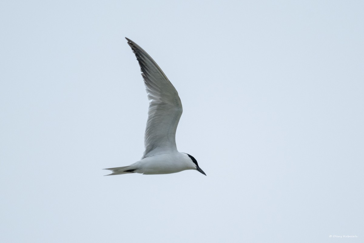 Gull-billed Tern - ML618415697