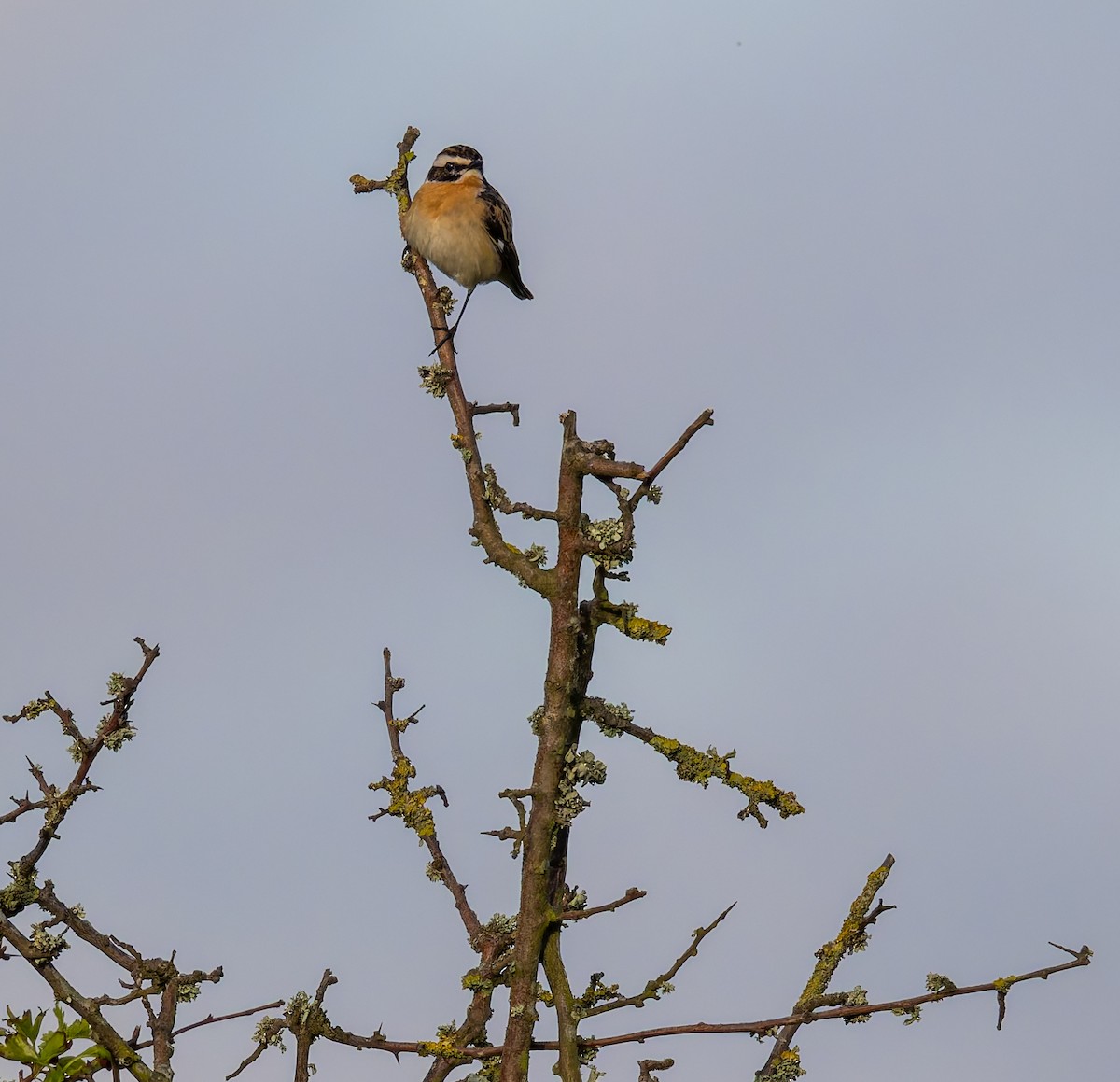 Whinchat - ML618415698