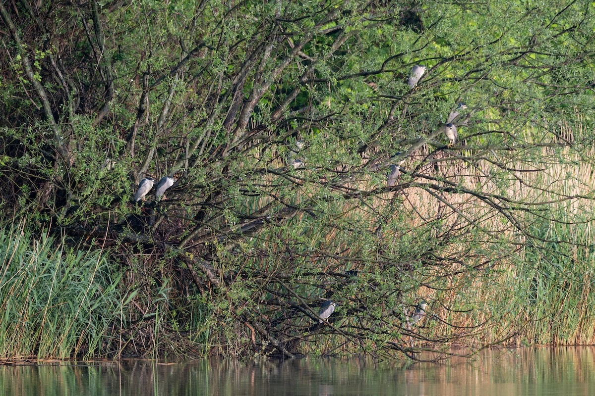 Black-crowned Night Heron - ML618415699
