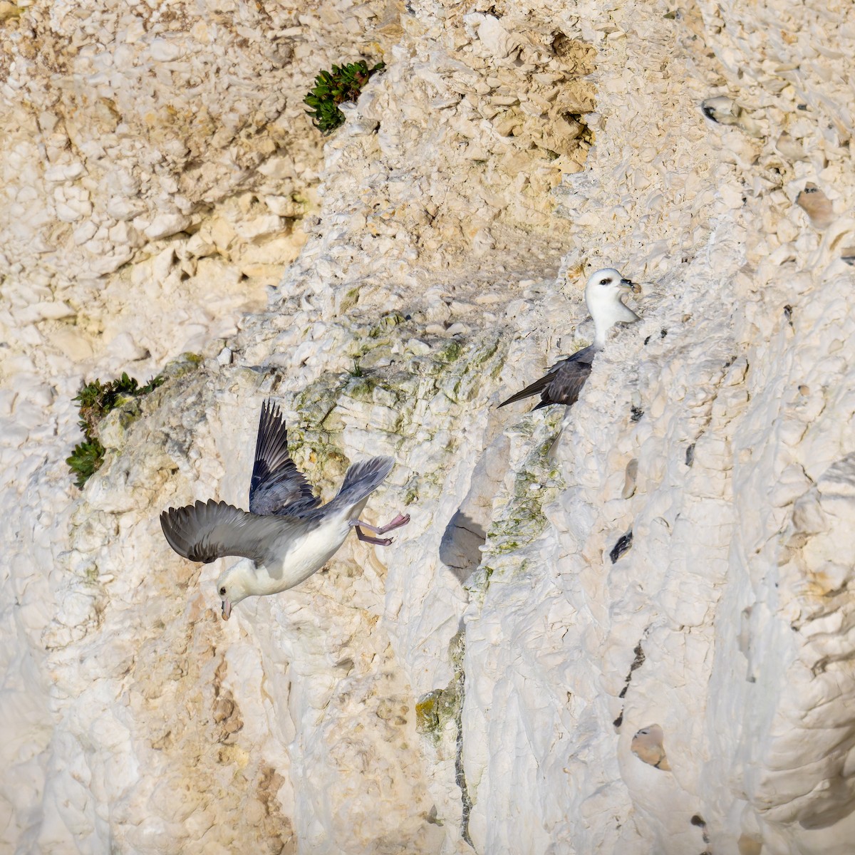 Northern Fulmar - ML618415701