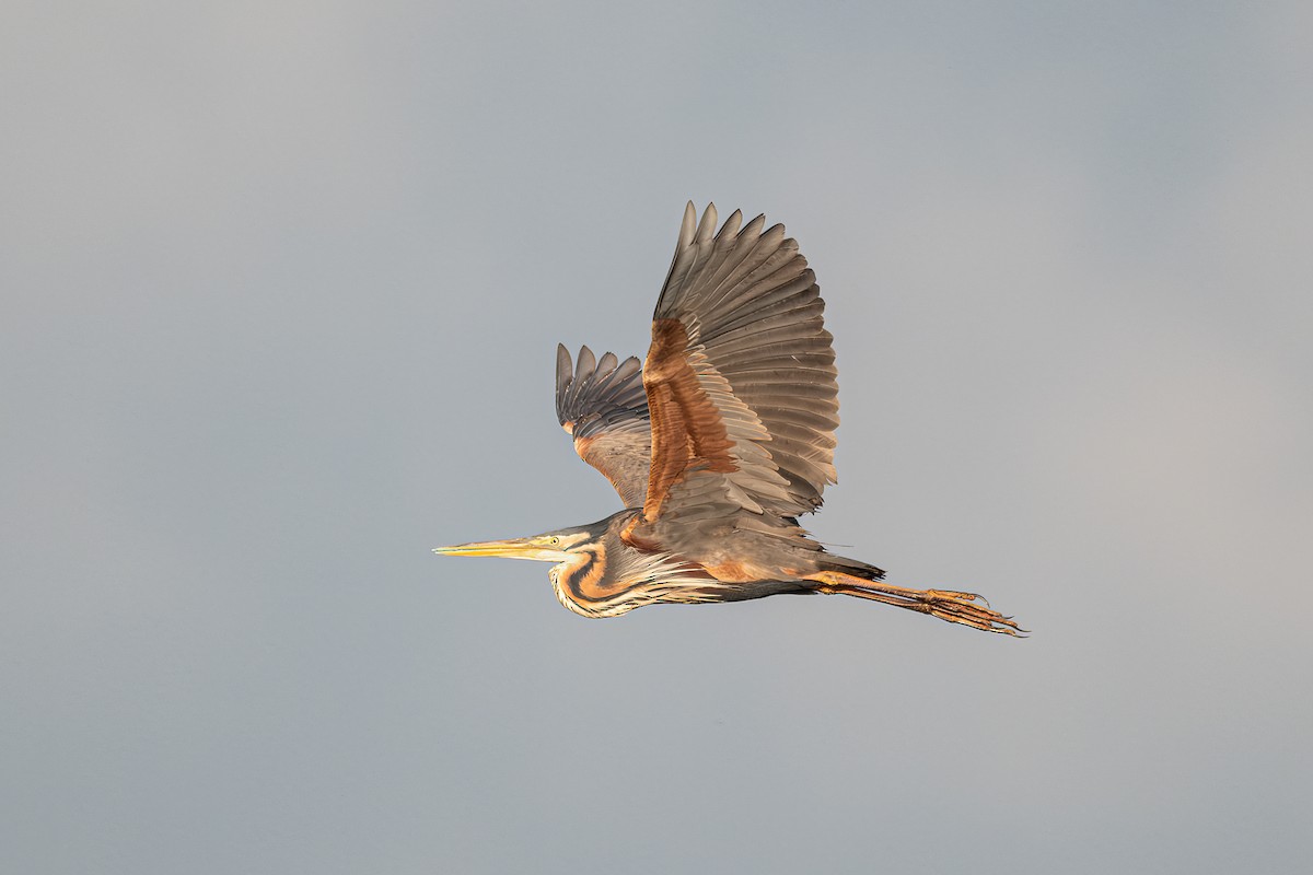 Purple Heron - ML618415702