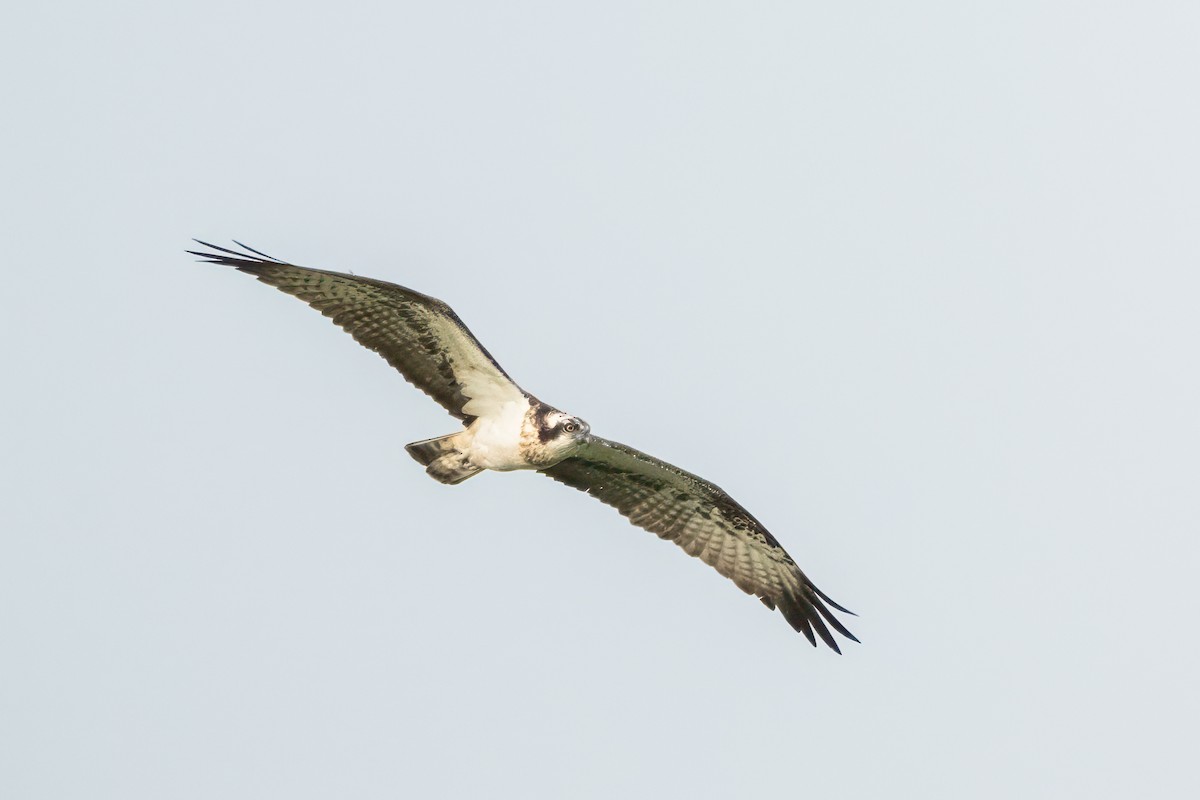 Osprey - ML618415703
