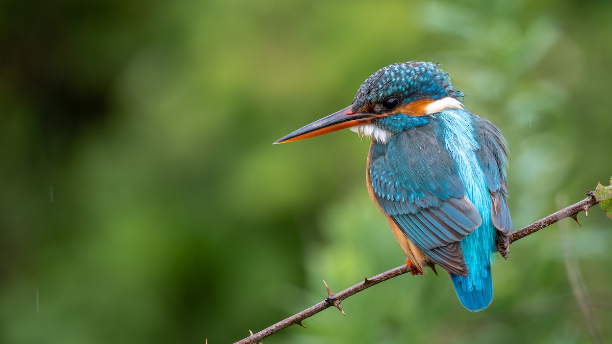 Common Kingfisher - ML618415705
