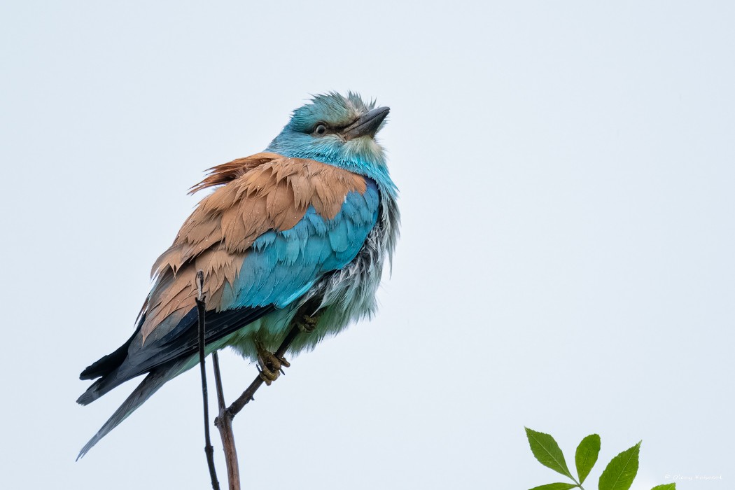 European Roller - ML618415706