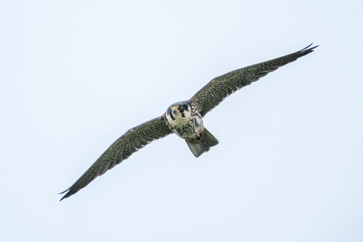 Eurasian Hobby - ML618415708
