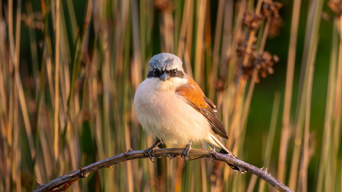 Red-backed Shrike - ML618415711
