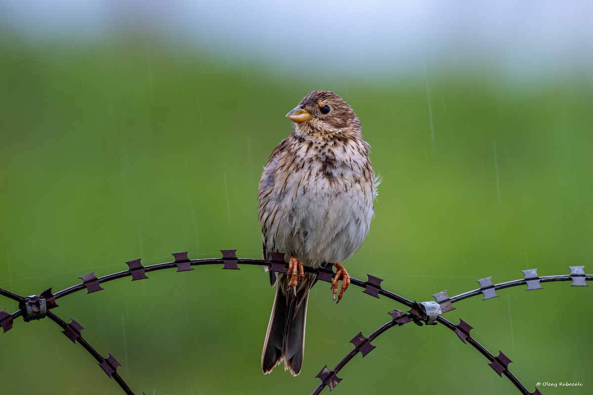 Corn Bunting - ML618415736