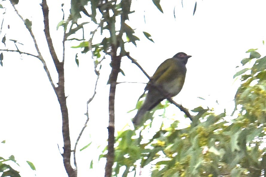 Australasian Figbird - ML618415770