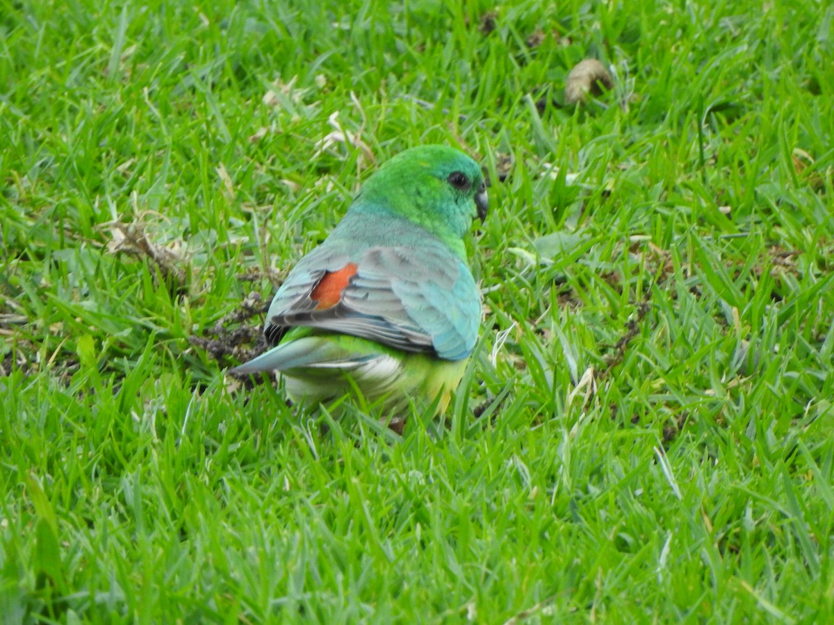 Red-rumped Parrot - ML618415774